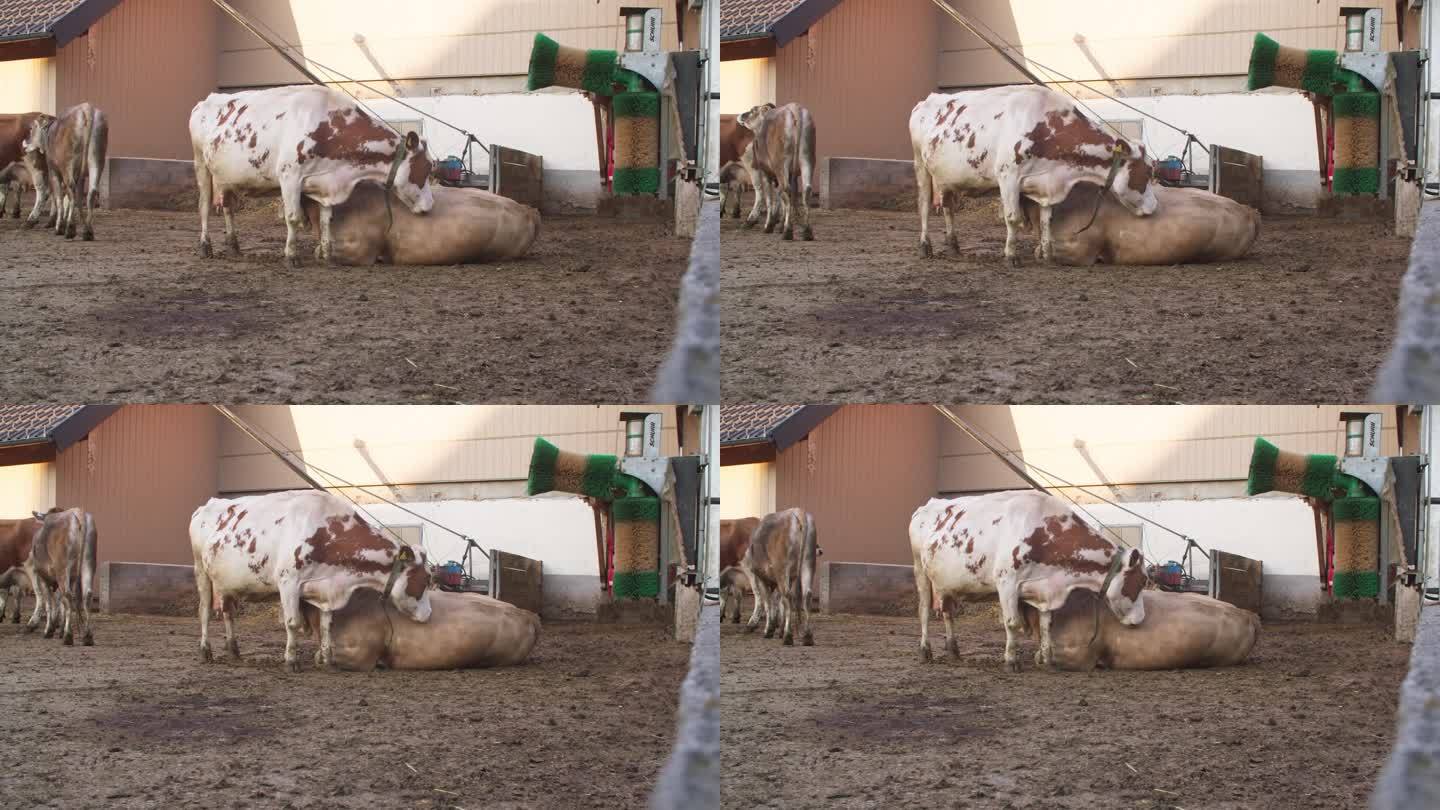 西蒙塔尔奶牛清洗其他奶牛的广角镜头，奥地利农场，静态镜头，白天