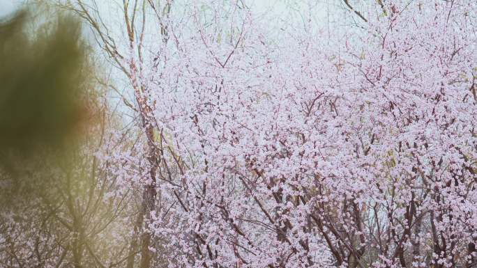 春天公园三月的桃花
