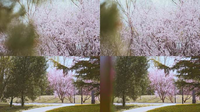 春天公园三月的桃花