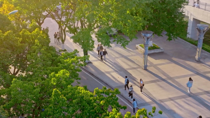 大学校园 大学生学习 生活 行走在林荫道