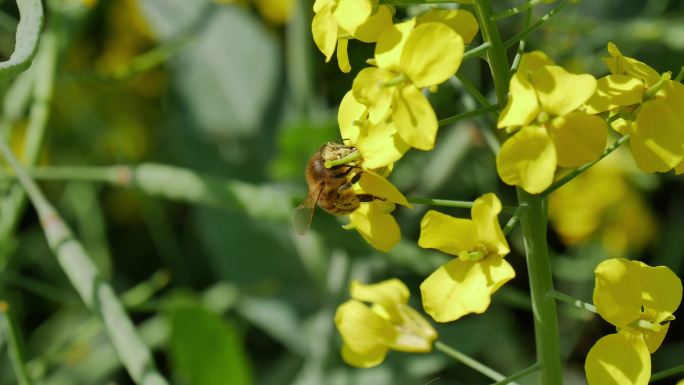 蜜蜂在油菜花里采蜜