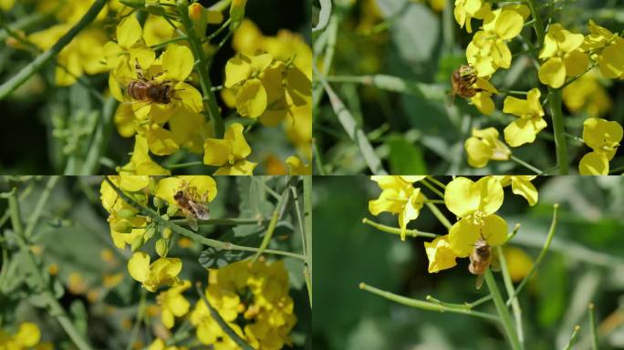 蜜蜂在油菜花里采蜜