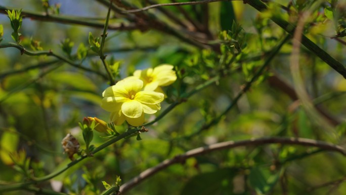 迎春花合集