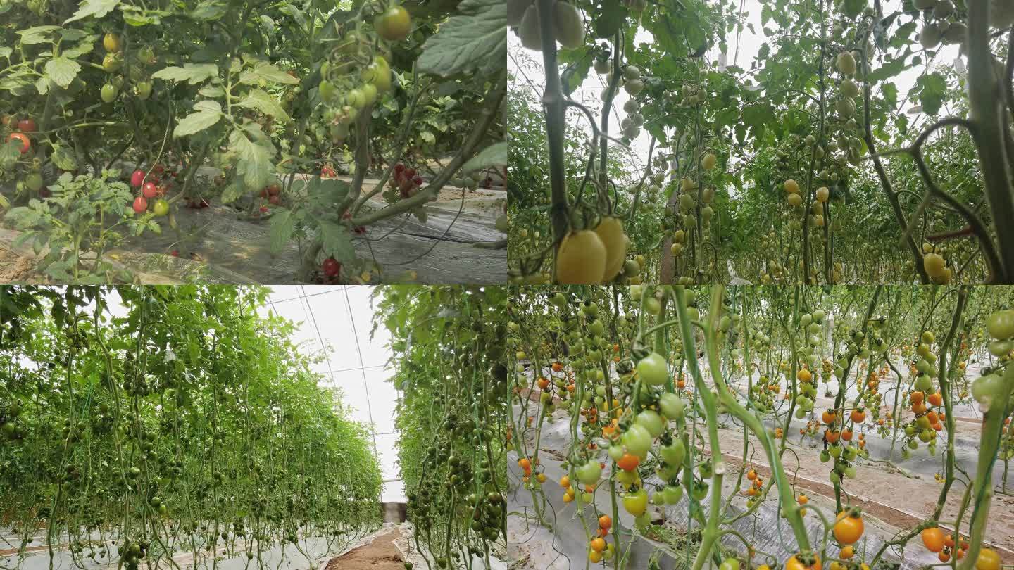 农业大棚蔬菜西红柿 圣女果种植