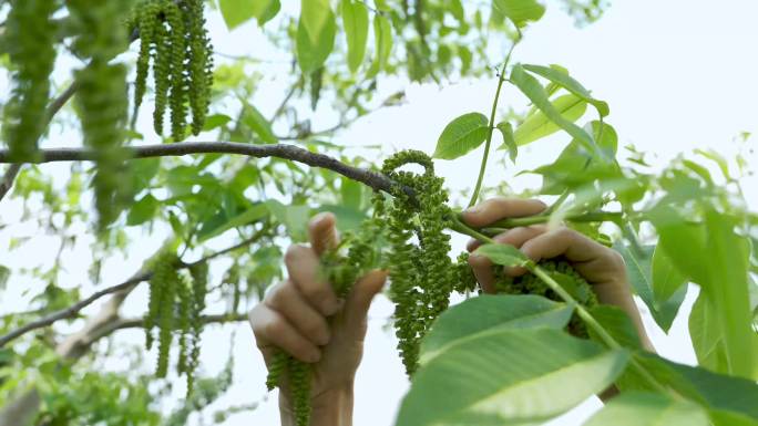 采摘野菜