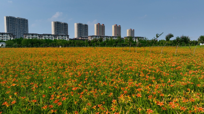 海永镇路边开放的萱草花和萱草园航拍4K