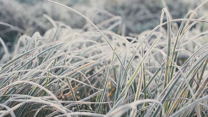 绿草下了雪，初春或初冬白霜。第一片绿草在初升的阳光下破土而出。