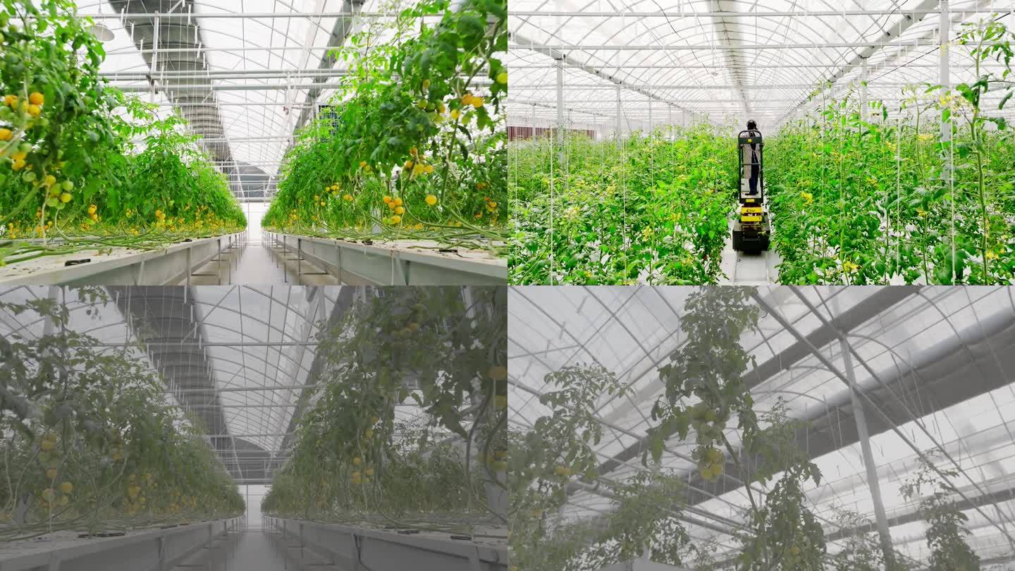 现代化温室西红柿 科技农业 有机蔬菜大棚