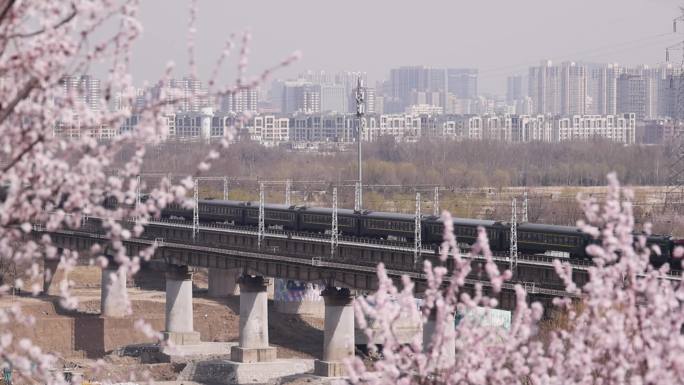 实拍北京春天的山桃花和驶过的和谐号列车