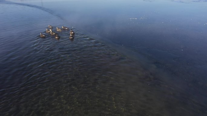 湖面上的鸭子 雾气 公园里的鸭子