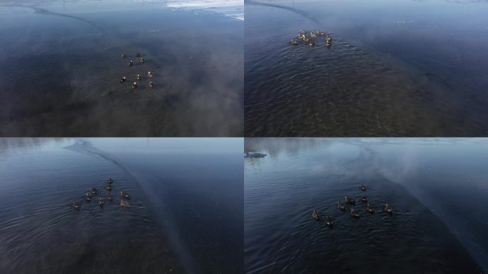 湖面上的鸭子 雾气 公园里的鸭子