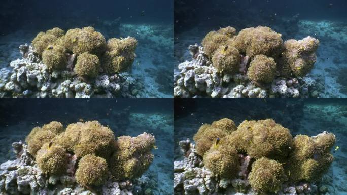 海葵和小丑鱼在海底世界的合作令人印象深刻。
