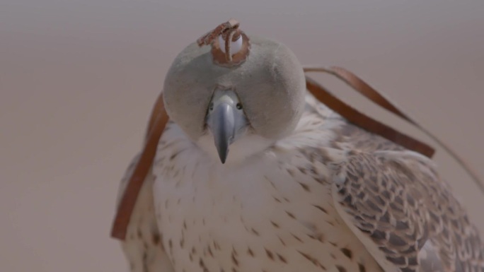 一只戴头巾的猎鹰栖息的特写，以沙漠为背景，宁静的氛围