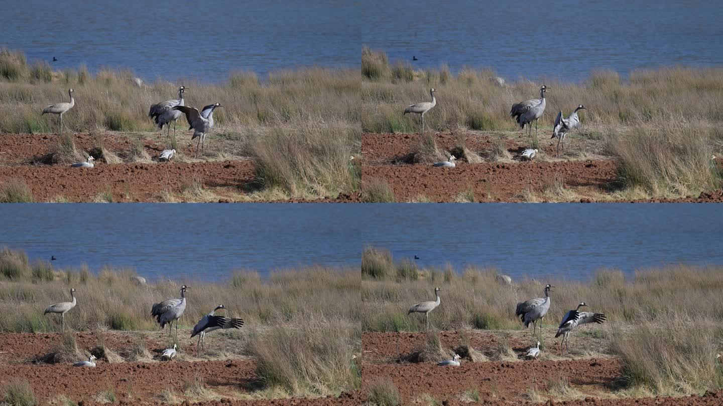 云南昭通马树湿地的灰鹤扇动翅膀的升格视频