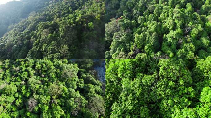 亚热带原始森林航拍5.4k，h265编码