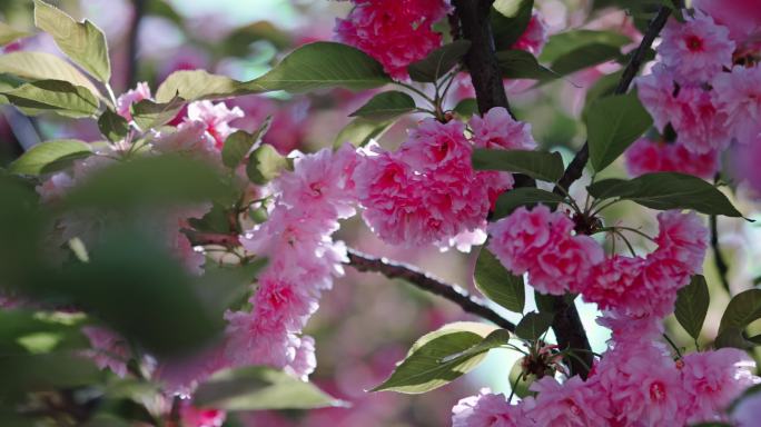 西安青龙寺樱花