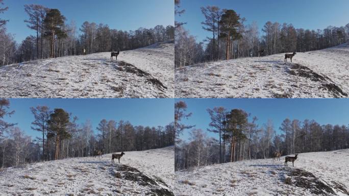 小鹿站在白雪覆盖的山上