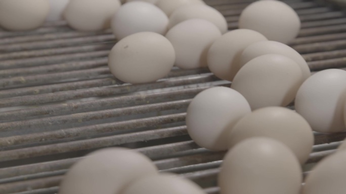 新鲜养殖场生产的鸡蛋