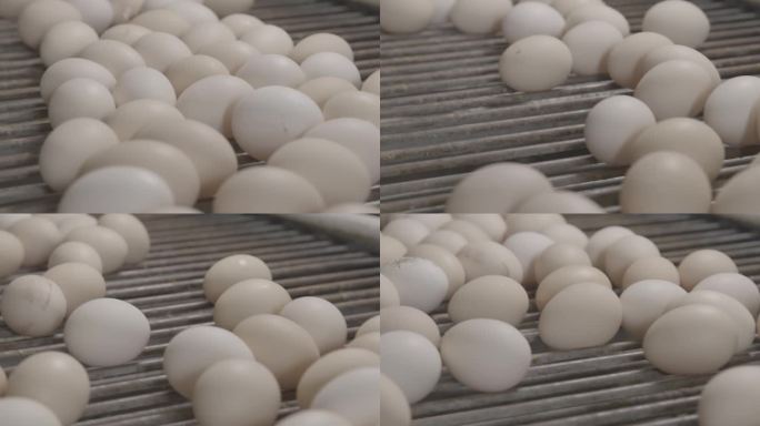 新鲜养殖场生产的鸡蛋