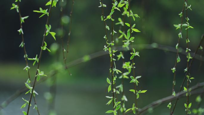 春天微风吹拂嫩绿柳枝空镜慢动作升格