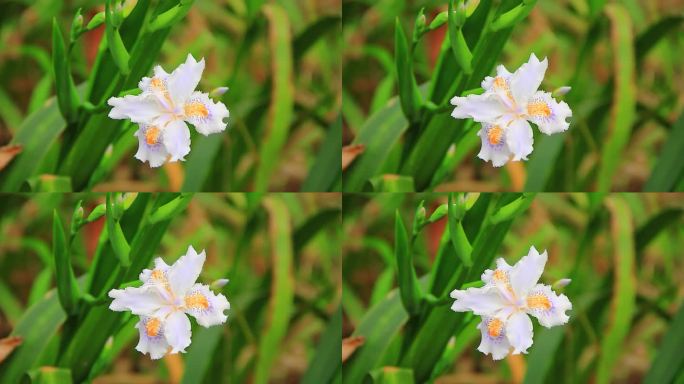 绿化植物扁竹根白色蝴蝶花