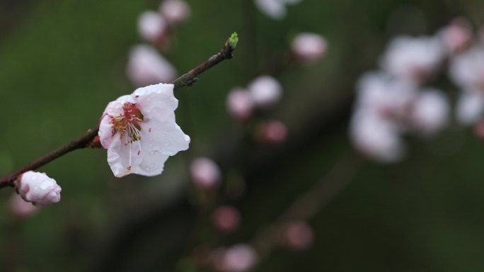 唯美轻轻摇摆的桃花特写