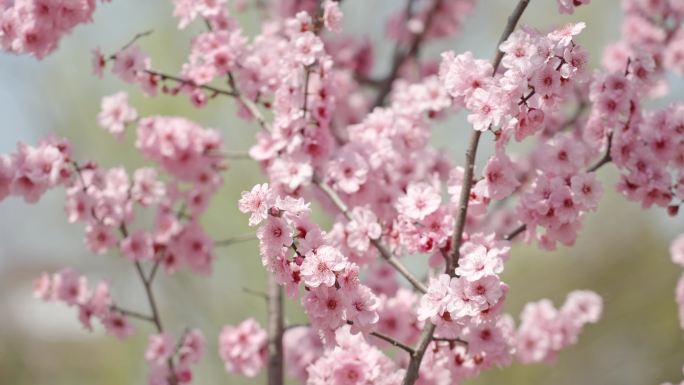 春天春暖花开桃花樱花空镜