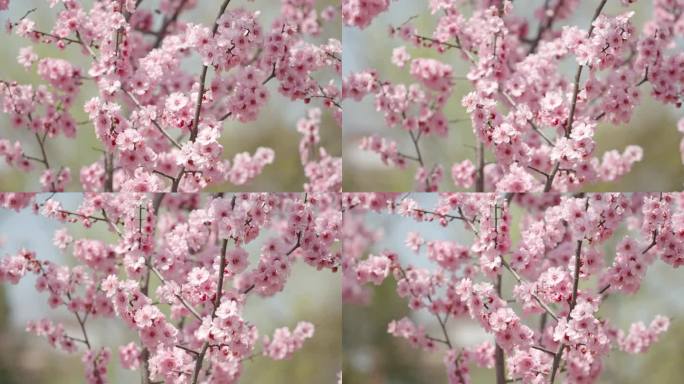 春天春暖花开桃花樱花空镜