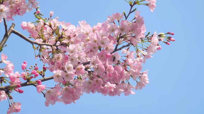 湖北武汉春季樱花盛开