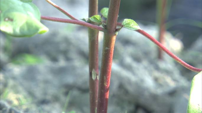 棉花大田种植 棉花苗期 棉株 茎秆 叶片