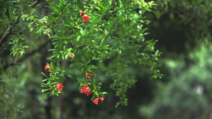 绿水植物空镜