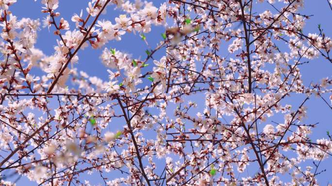 春天花卉 花朵 蓝天 蜜蜂
