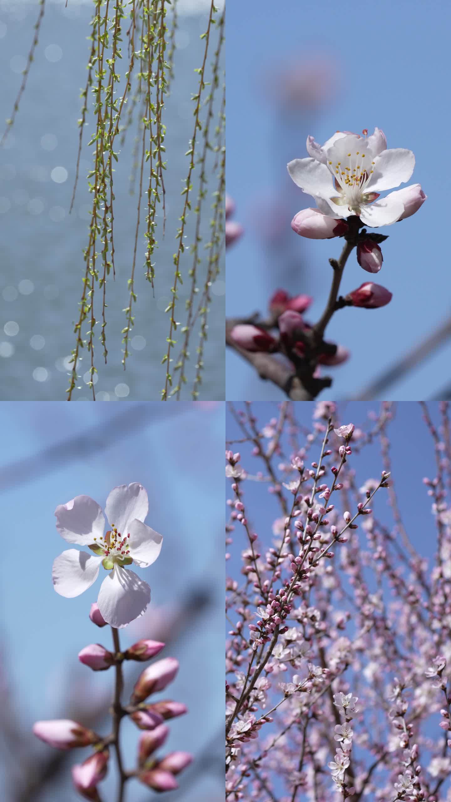 【4K】春分 节气 春天