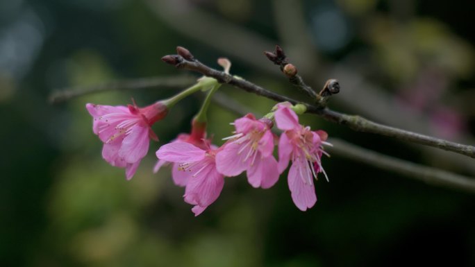 桃花，微风，树枝摇曳