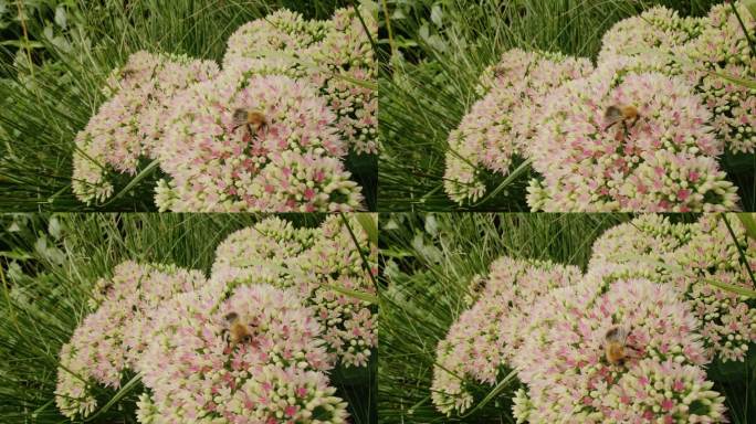 夏日阳光明媚的一天，手持蜜蜂在公园花园的石芋花上寻找花蜜。宏观昆虫影像