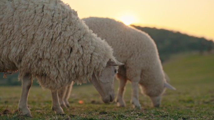 羊群吃草，看着夕阳
