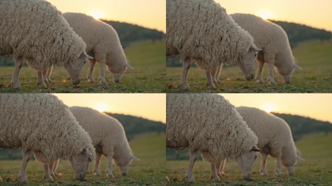 羊群吃草，看着夕阳