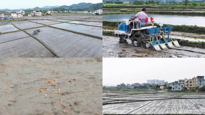 春耕 水稻 直播 植保机 农村