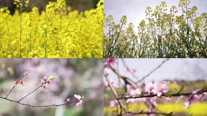 菜花油菜花蜜蜂春天蜜蜂菜花田野桃花樱花