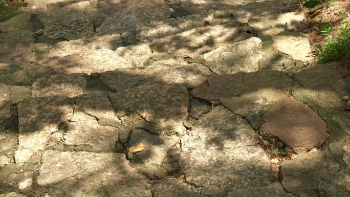 斑驳的树影投影在石板路上