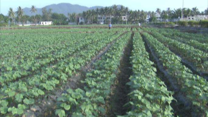 棉花大田种植 棉花苗期 植株 茎秆 叶片