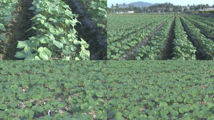 棉花大田种植 棉花苗期 植株 茎秆 叶片