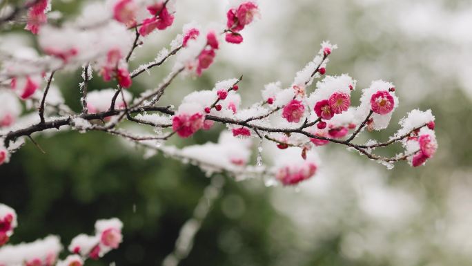 冬日飞雪中盛开的梅花