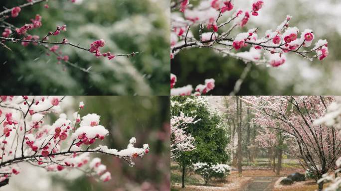 冬日飞雪中盛开的梅花