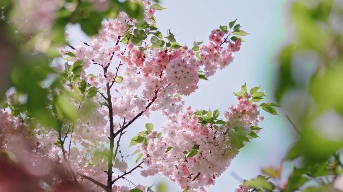 西安青龙寺樱花