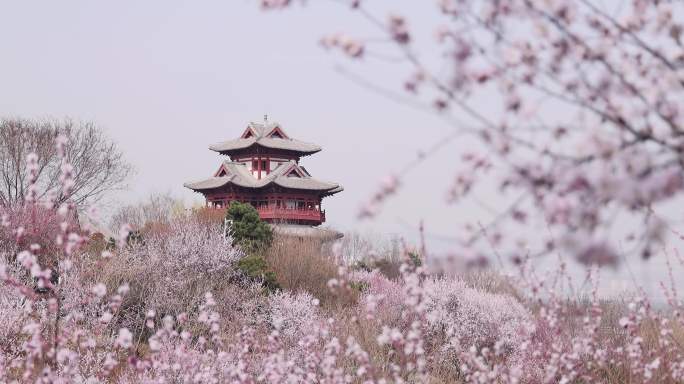 高清实拍北京园博园桃花谷桃花盛开