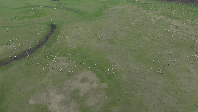 航拍草原上流动的羊群