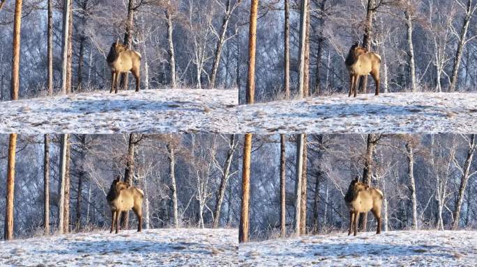 站在雪林中的鹿