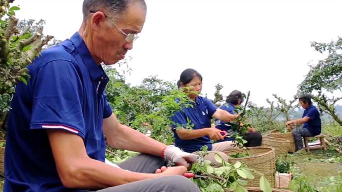 花椒麻椒采摘