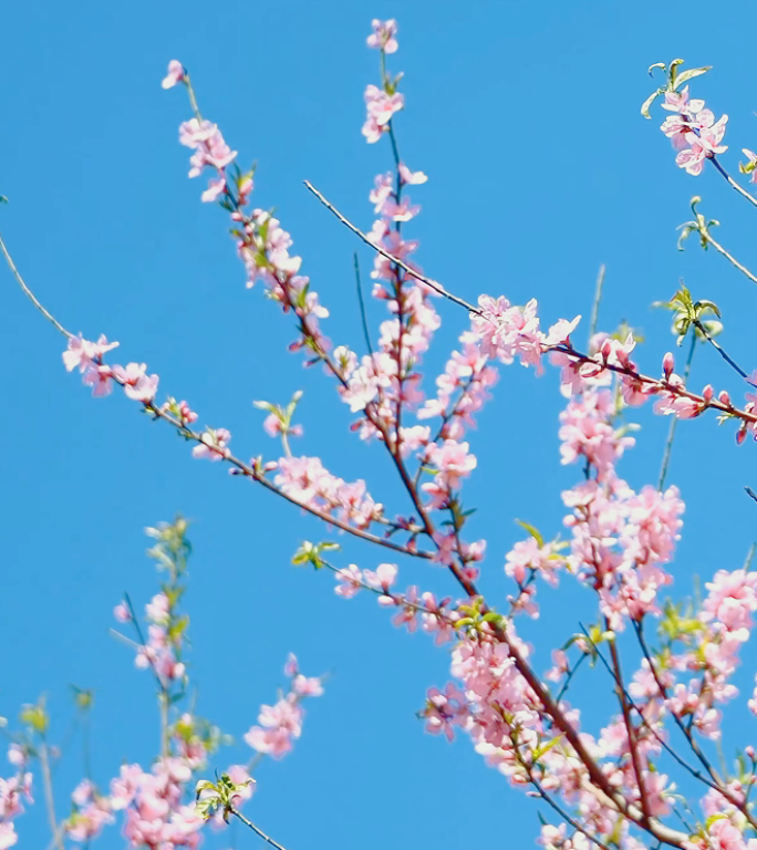 春暖花开桃花春天花朵开花竖版